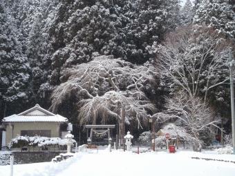 津島神社の天王桜