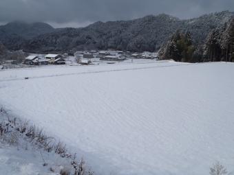 新鮮村の水田