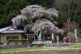 樹齢２００年の天王桜