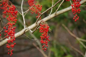 イイギリの木（赤色の果実を鈴なりにつけ、冬も残ります）